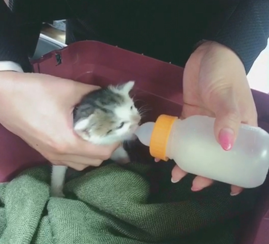 猫用哺乳瓶で飲む様子