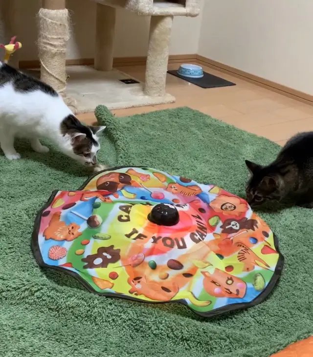 2匹の猫がキャッチミーイフユーキャンに近づいている様子