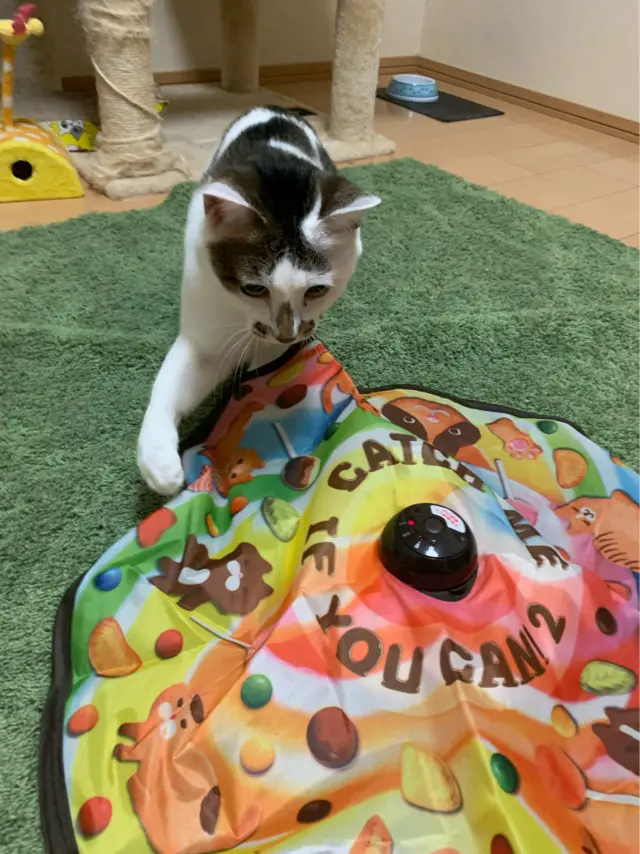 猫がキャッチミーイフユーキャンに触れている瞬間