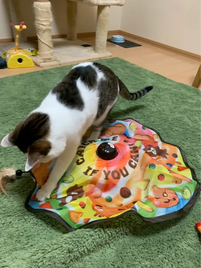 猫がキャッチミーイフユーキャンの上に飛びついている様子