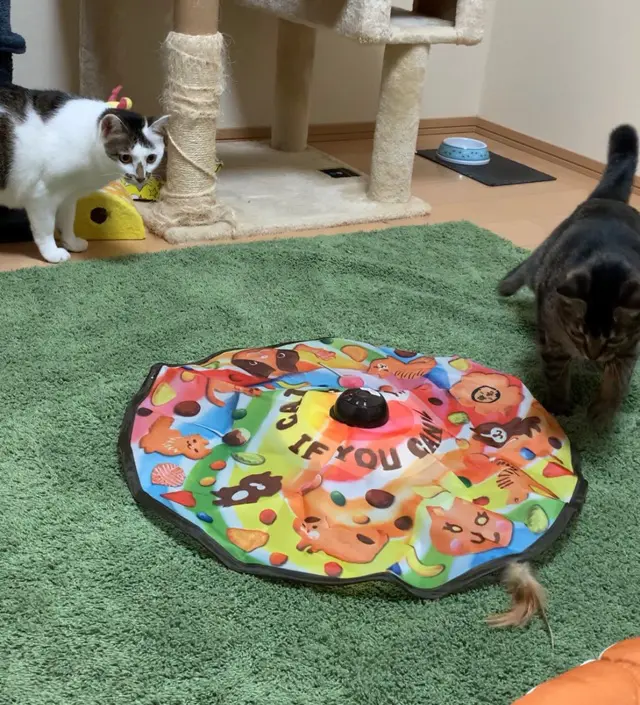 1匹の猫が見守る中もう1匹の猫がキャッチミーイフユーキャンに近づいている様子