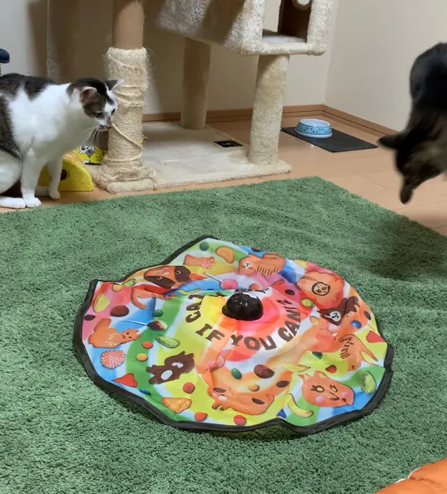 猫がびっくりして後ろに飛ぶ様子