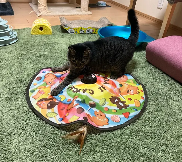 猫がキャッチミーイフユーキャンの上に乗って遊ぶ様子