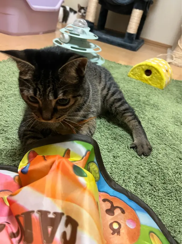 猫がキャッチミーイフユーキャンの中に脚を突っ込んで遊んでいる様子
