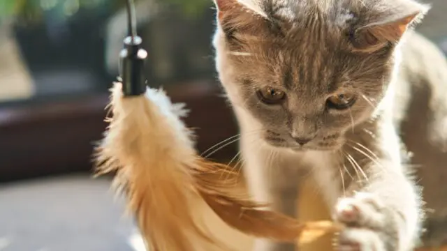 猫じゃらしで遊ぶ猫