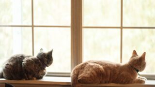2匹の猫が窓辺でくつろぐ姿