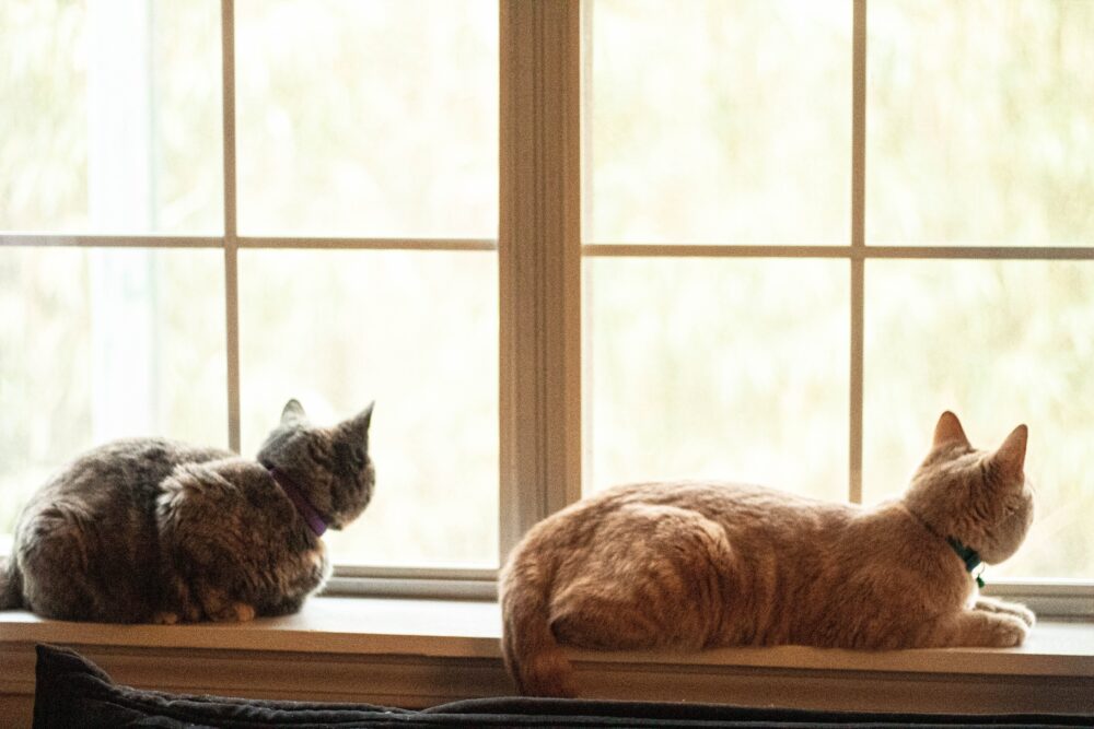 2匹の猫が窓辺でくつろぐ姿