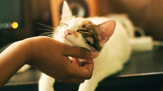 猫が人間にあごを撫でられている