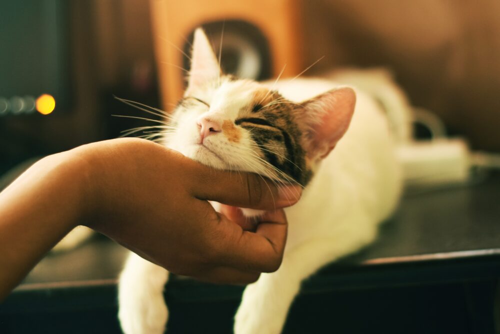 猫が人間にあごを撫でられている