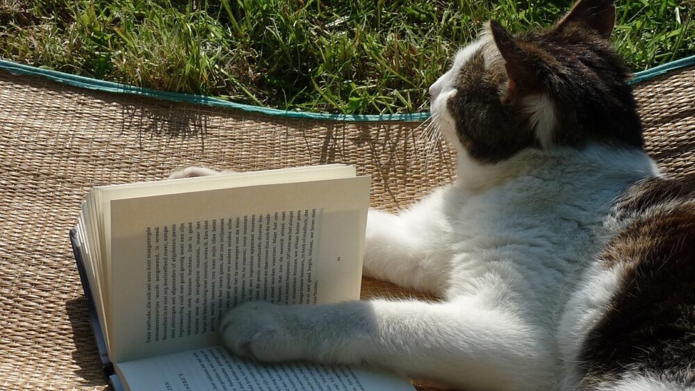 猫が本を開いている写真