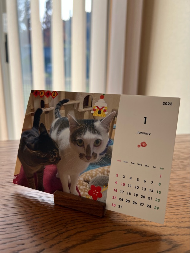 TOLOTで実際に作った愛猫のカレンダー