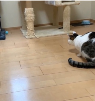 ボールを追いかける猫