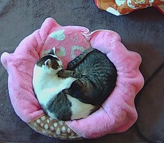 猫同士がくっついて寝ている写真