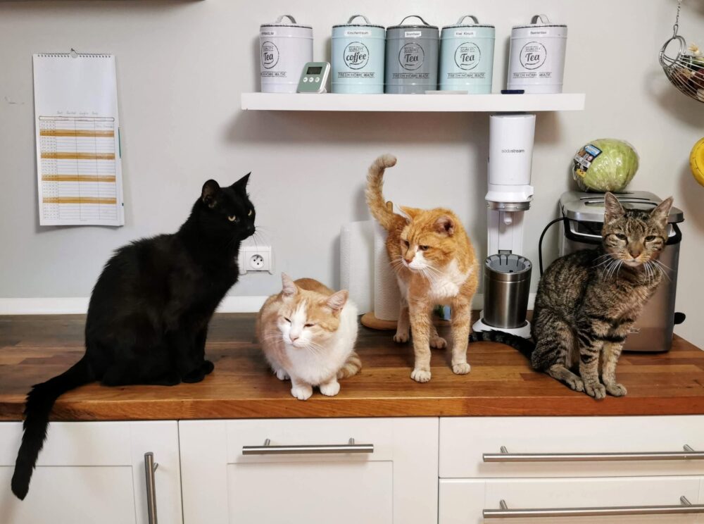 ４匹の猫がキッチンに居る写真