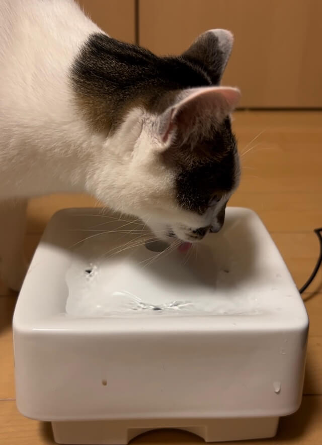 ピュアクリスタルで水を飲む猫