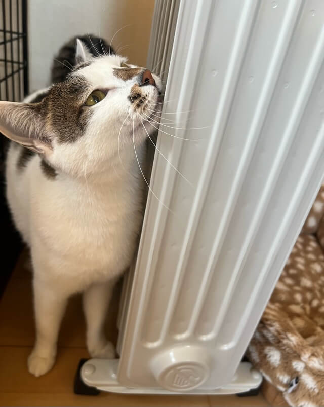 オイルヒーターに顔を擦り付ける猫
