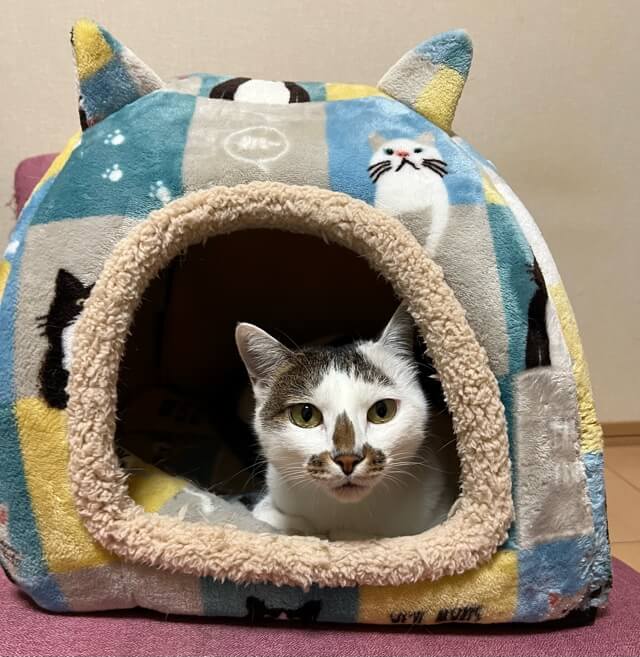 猫耳付きのドーム型ベッド